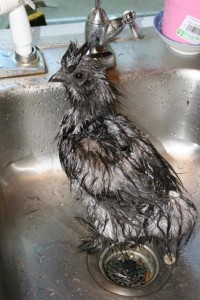 7074327d_6962_wet_silkie_6-29-2009_8-49-36_pm